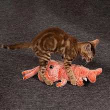 BounceVen | Hold din kæledyr hoppende af glæde!