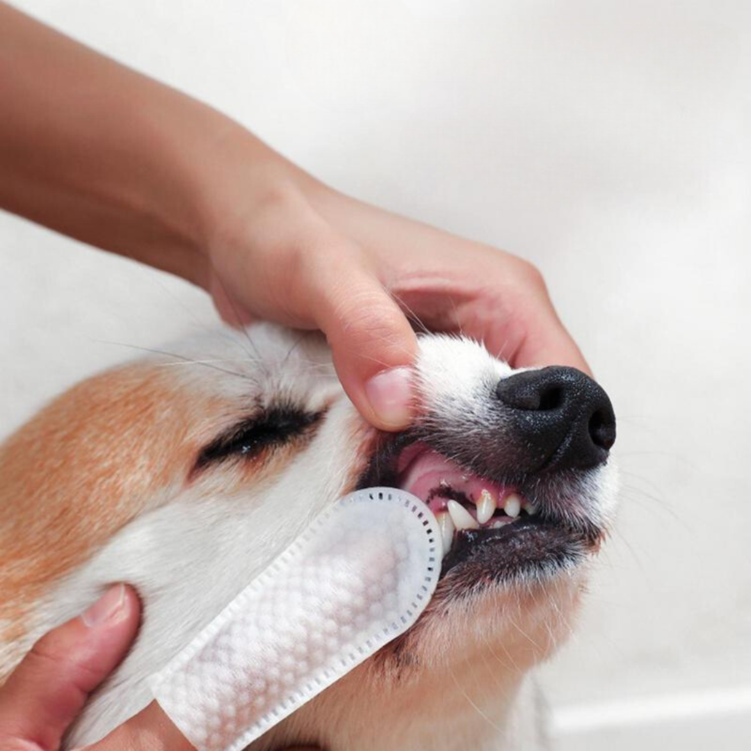 FriskeTænder | Tandservietter Til Kæledyr