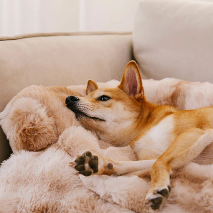 CozyBeskytter | Sofaseng Til Hunde