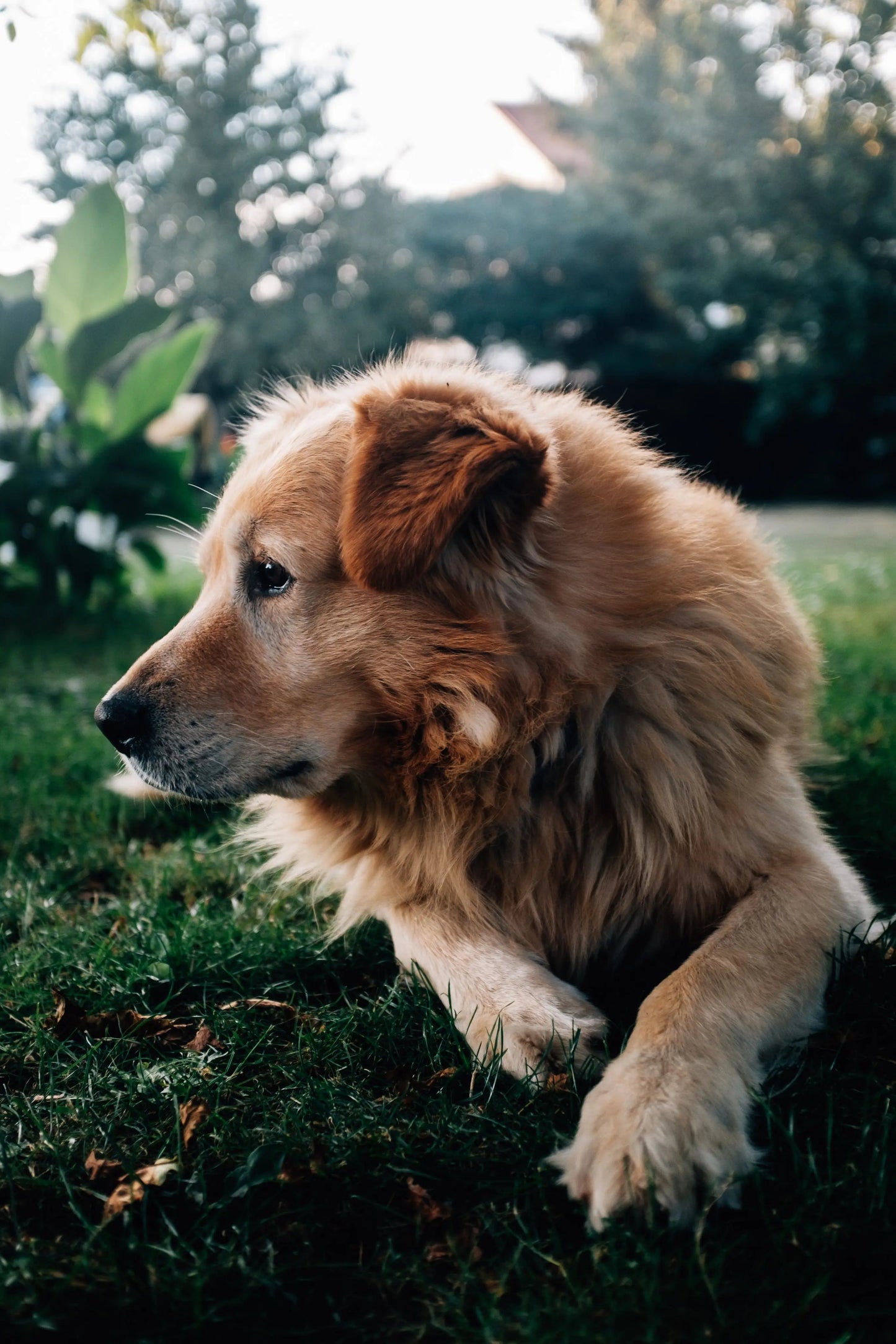 FurFresh | Min Furry Friend Spraybørste