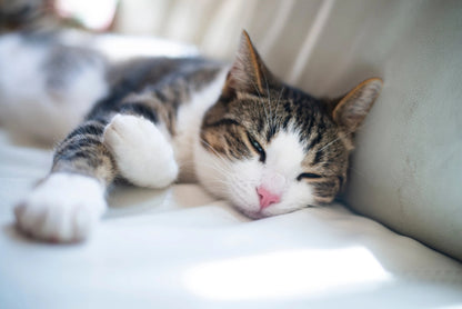 FurFresh | Min Furry Friend Spraybørste