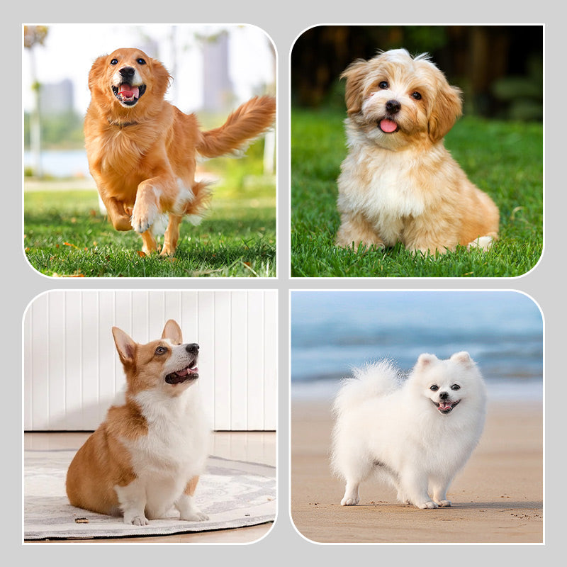 PoteBeskyttelse | 2-i-1 Anti-Skrid Vandafvisende Hundesokker